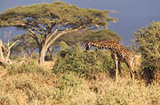 Giraffe  Amboseli Kenya